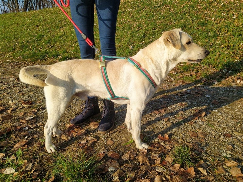 Charlie - Klug und sehr menschenbezogen