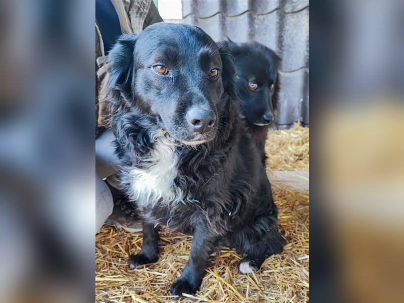 Freya - Nordische Göttin sucht kuschliges Körbchen