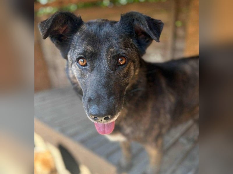 LOLA - Traumzuhause gesucht LOLA - Traumzuhause gesucht