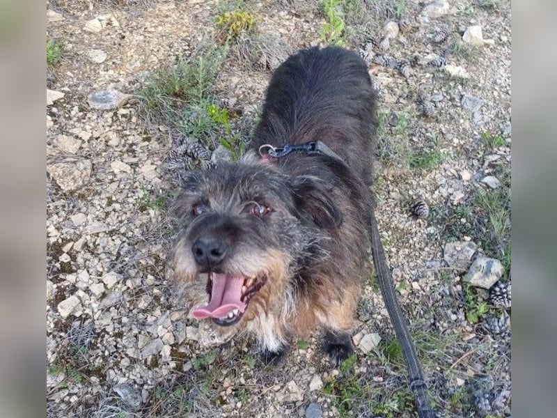 TOBY - auf der Suche nach Liebe