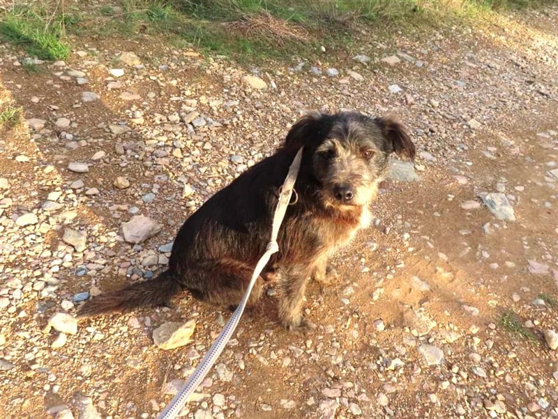 TOBY - auf der Suche nach Liebe