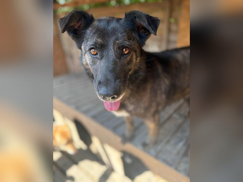 LOLA - Traumzuhause gesucht LOLA - Traumzuhause gesucht