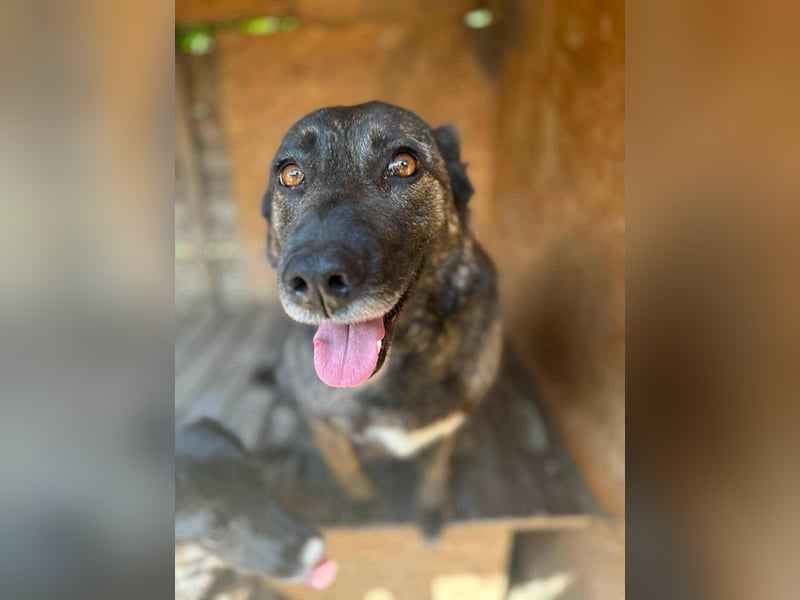 LOLA - Traumzuhause gesucht LOLA - Traumzuhause gesucht