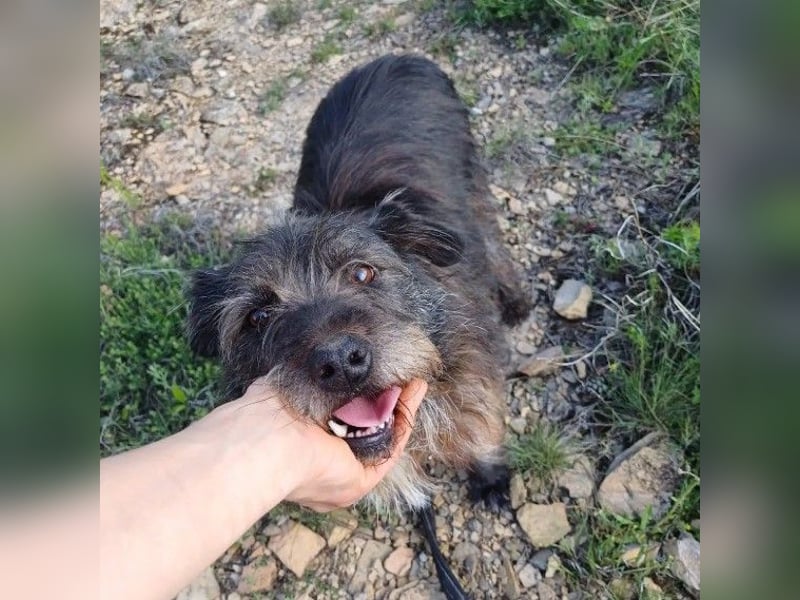 TOBY - auf der Suche nach Liebe