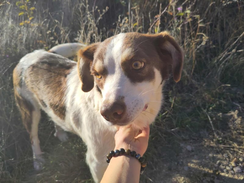 ELLA - eine tolle Freizeitpartnerin