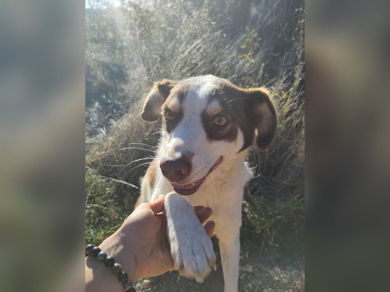 ELLA - eine tolle Freizeitpartnerin