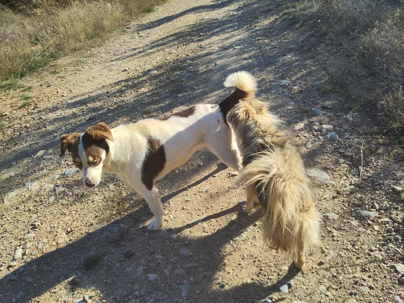 ELLA - eine tolle Freizeitpartnerin