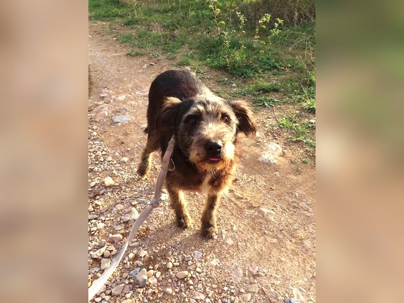 TOBY - auf der Suche nach Liebe