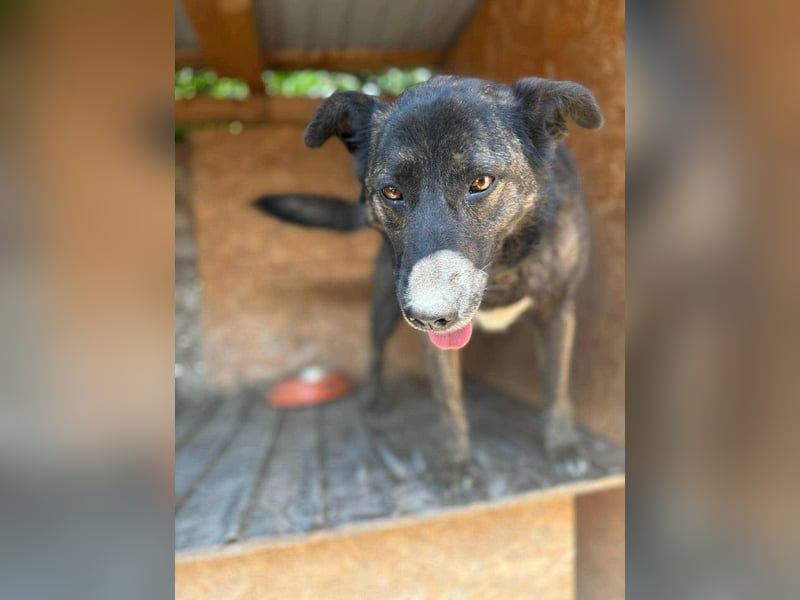 LOLA - Traumzuhause gesucht LOLA - Traumzuhause gesucht