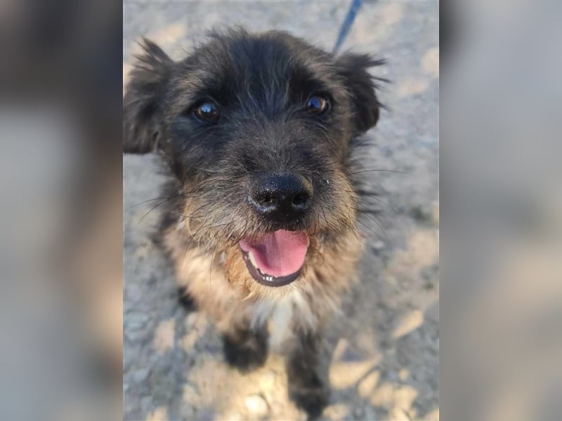 TOBY - auf der Suche nach Liebe