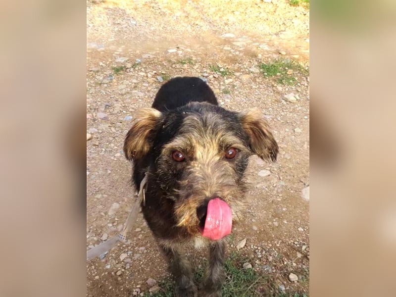 TOBY - auf der Suche nach Liebe