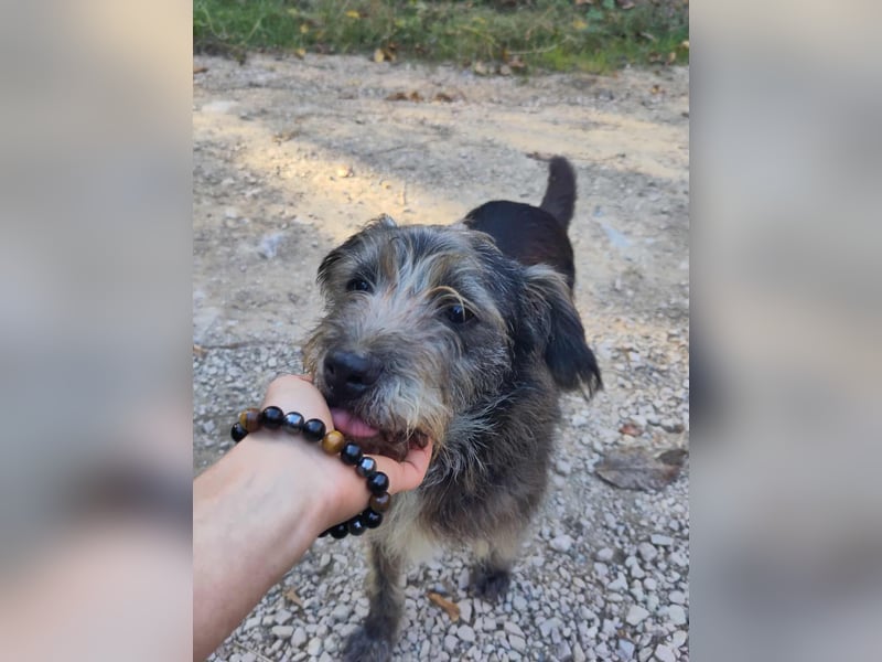 TOBY - auf der Suche nach Liebe