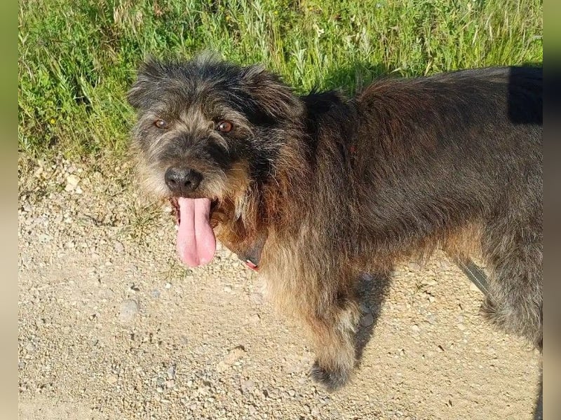 TOBY - auf der Suche nach Liebe