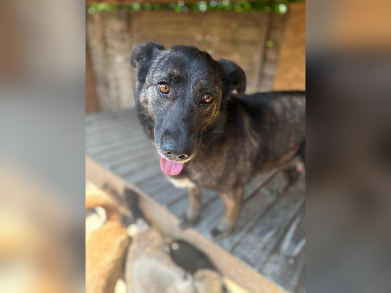 LOLA - Traumzuhause gesucht LOLA - Traumzuhause gesucht