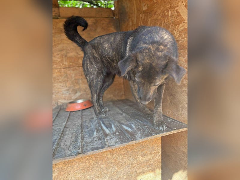 LOLA - Traumzuhause gesucht LOLA - Traumzuhause gesucht