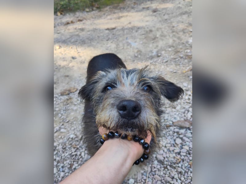 TOBY - auf der Suche nach Liebe