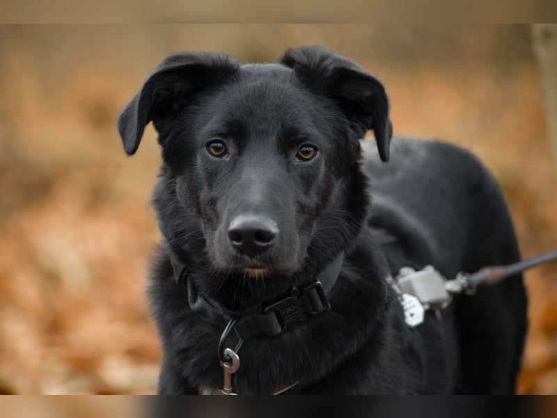 Coro lieber Junghund sucht seine liebe Familie