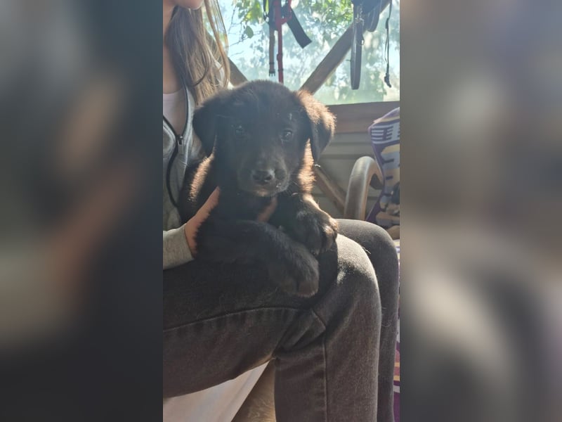 Coro lieber Junghund sucht seine liebe Familie