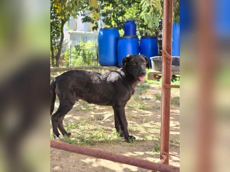 Coro lieber Junghund sucht seine liebe Familie