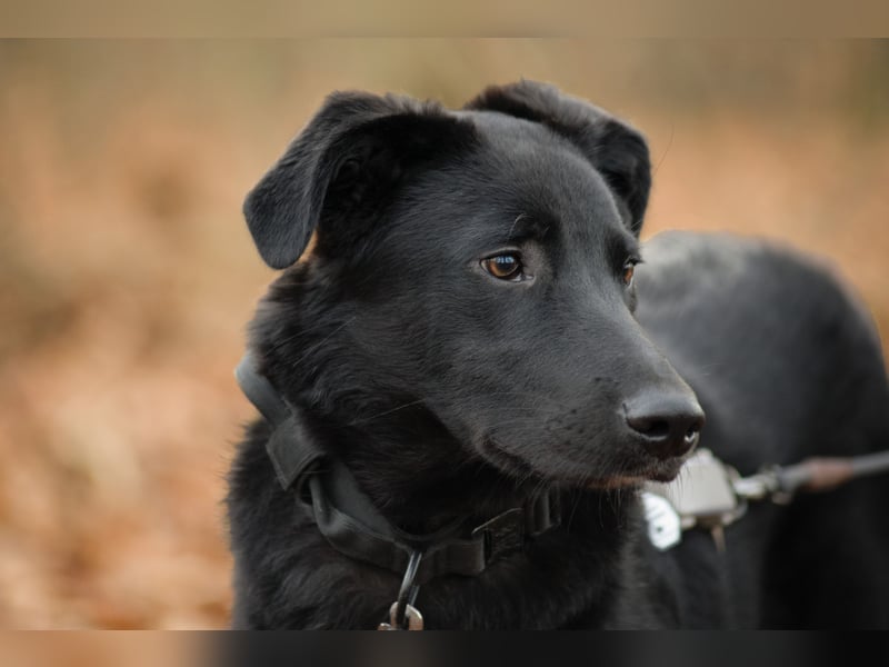 Coro lieber Junghund sucht seine liebe Familie