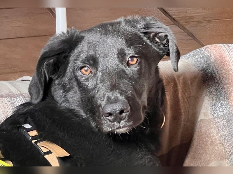 Coro lieber Junghund sucht seine liebe Familie