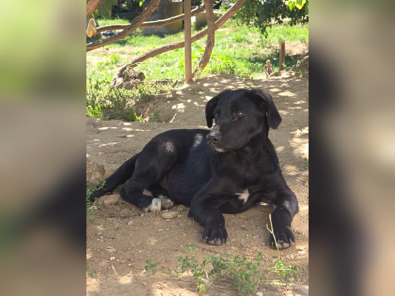 Coro lieber Junghund sucht seine liebe Familie