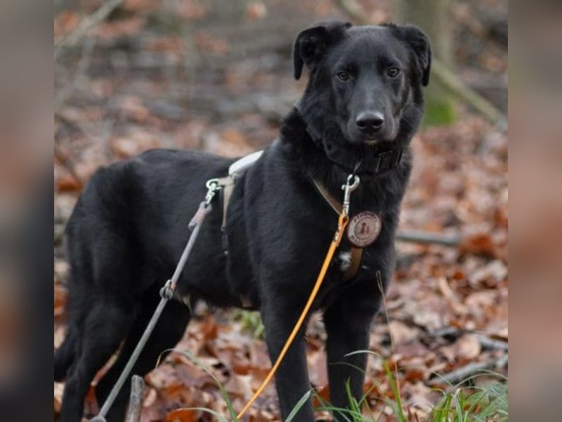 verschmuster, sanfter und lieber Coro