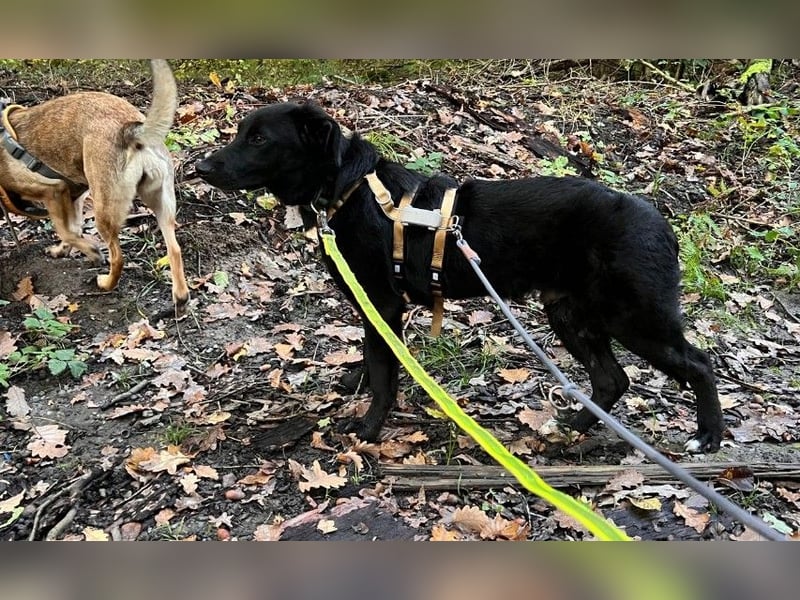 Coro lieber Junghund sucht seine liebe Familie