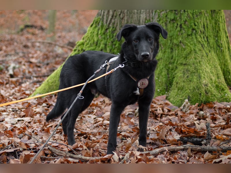 Coro lieber Junghund sucht seine liebe Familie