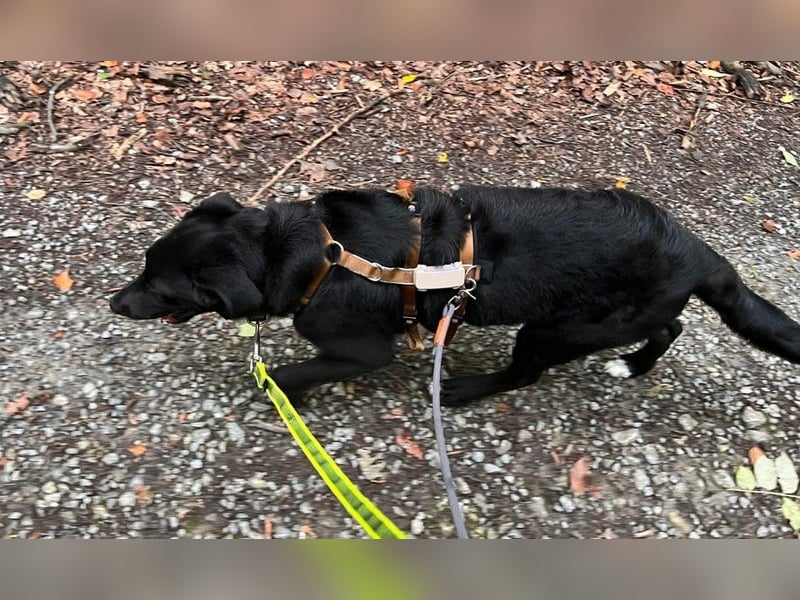 Coro lieber Junghund sucht seine liebe Familie