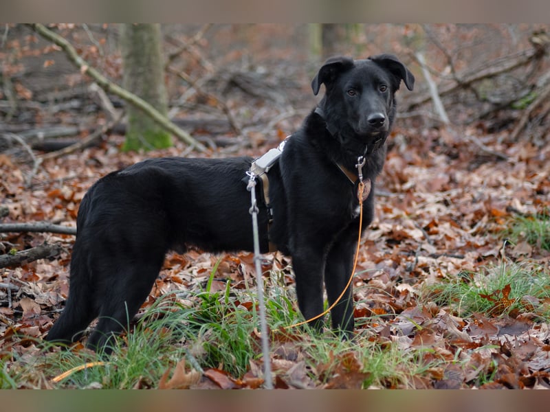 Coro lieber Junghund sucht seine liebe Familie