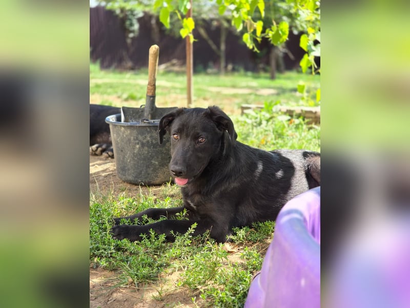 Coro lieber Junghund sucht seine liebe Familie