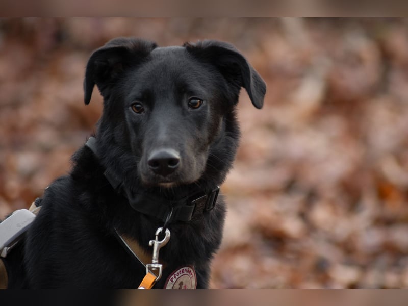 Coro lieber Junghund sucht seine liebe Familie