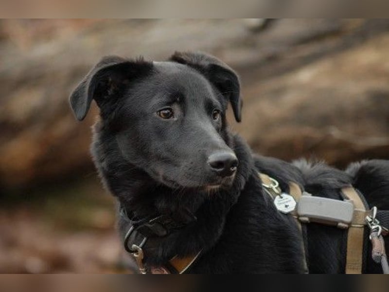 verschmuster, sanfter und lieber Coro