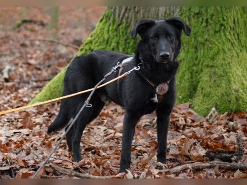 verschmuster, sanfter und lieber Coro