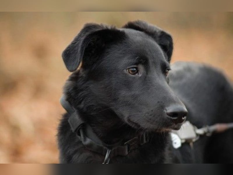 verschmuster, sanfter und lieber Coro