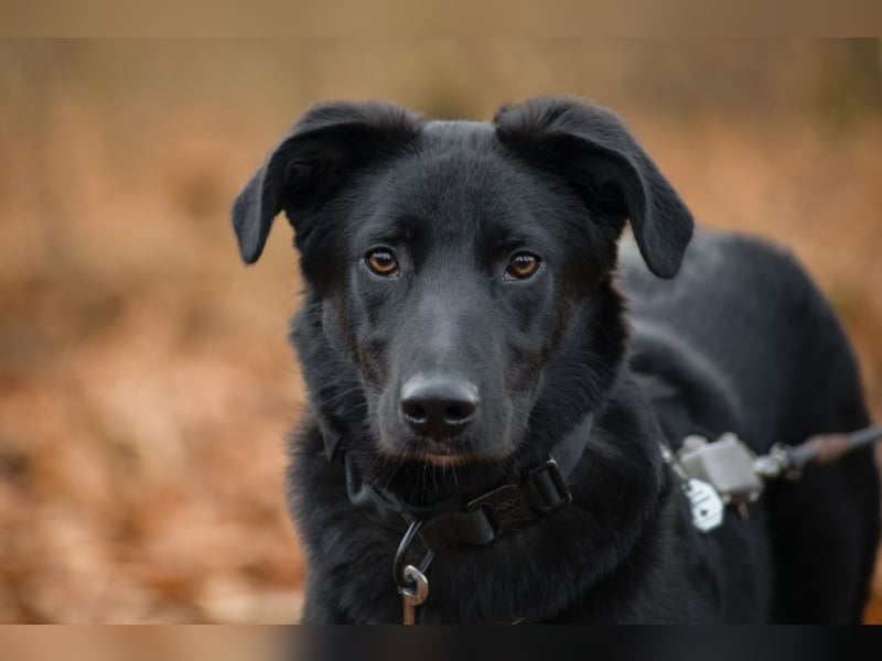 Coro lieber Junghund sucht seine liebe Familie