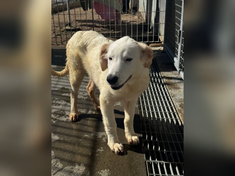 Tom: süßer Fratz sucht Kuschelplatz