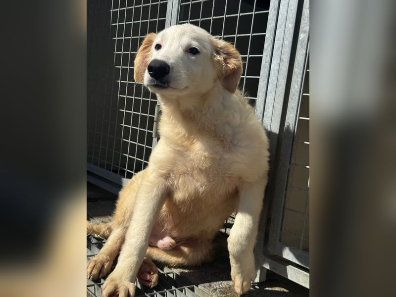 Tom: süßer Fratz sucht Kuschelplatz