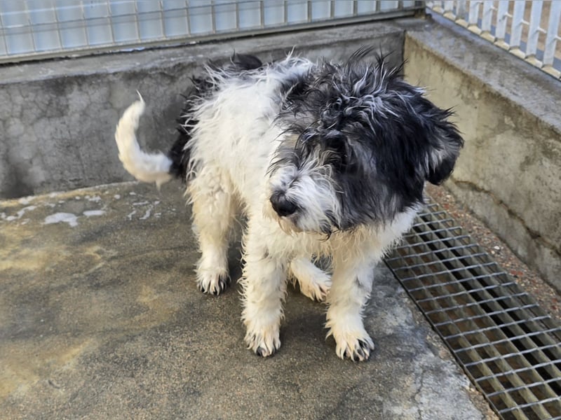 Martino: ein Wuschel sucht Dich!