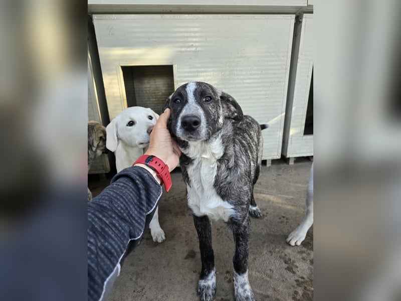 Chandra: von der Flasche ins Tierheim