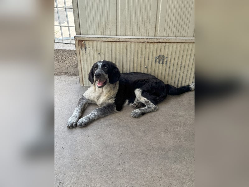 Tiziano: möchte spielen, lernen, schmusen