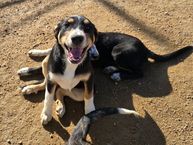 Betty: Hallo, hier bin ich!