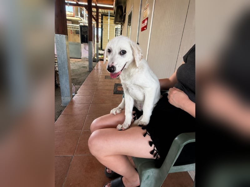 Firenze: ich wäre gerne Familienhund