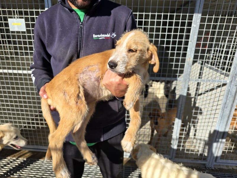 Giovanni: verspielter Lausbub