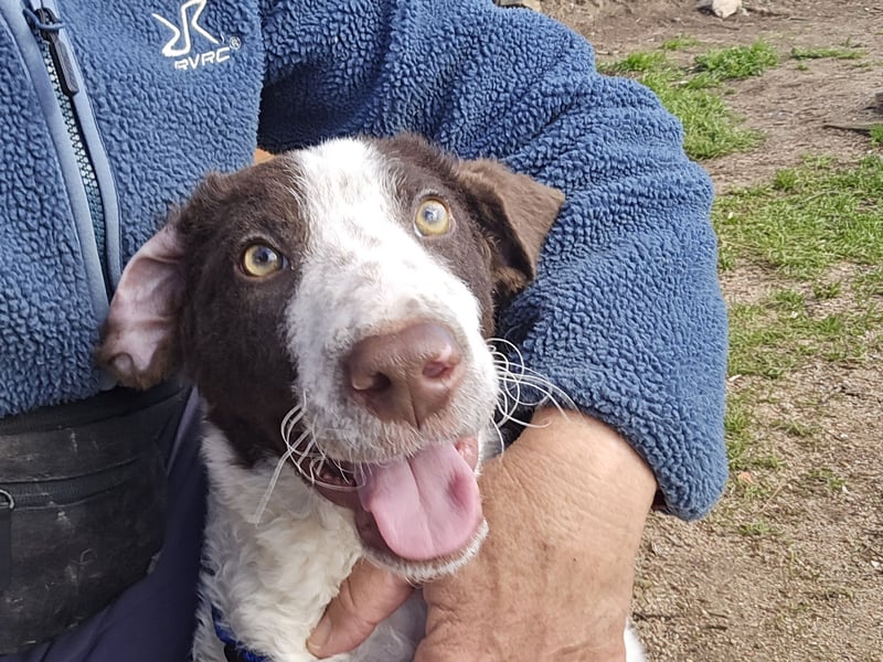 Befanino: er liebt Menschen über alles