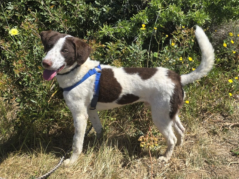 Befanino: ein Unikat zum Verlieben