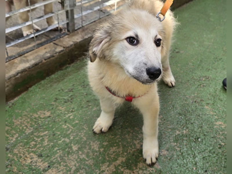 Tancredi: ein Wuschel zum Verlieben