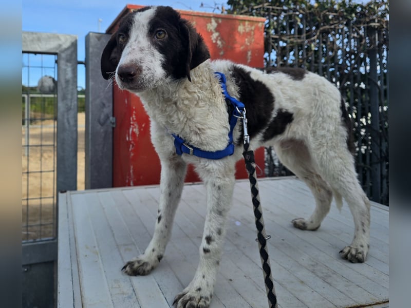 Befanino: kleiner Clown im Schafspelz