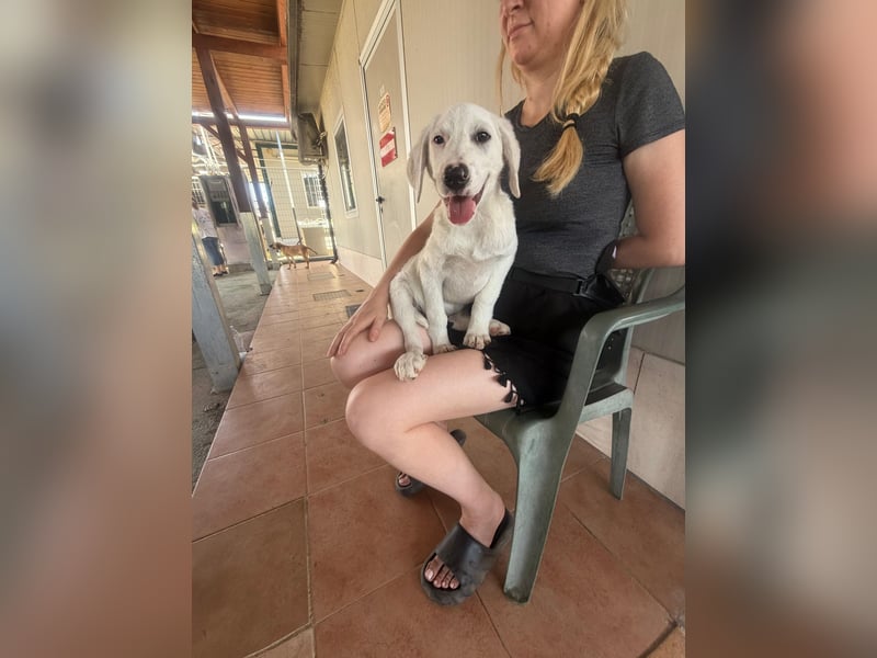 Firenze: ich wäre gerne Familienhund